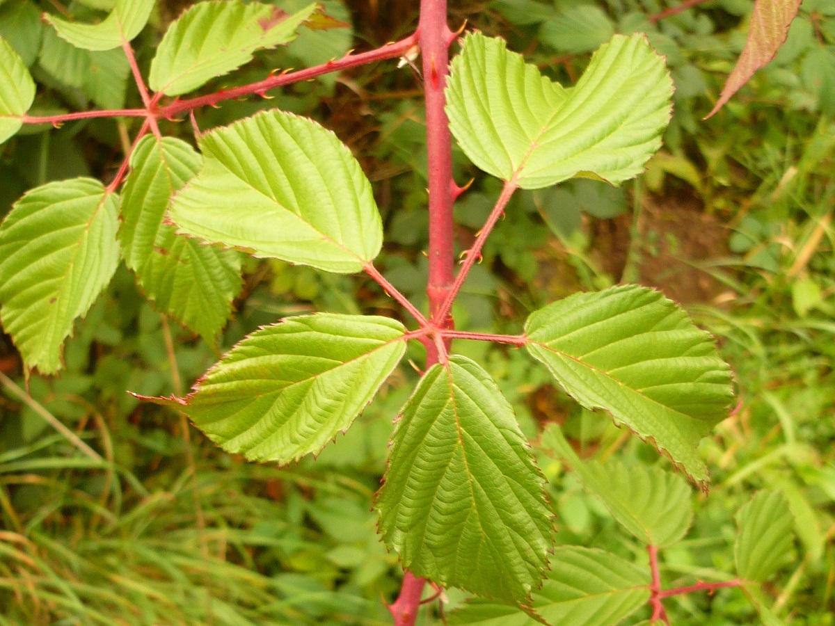 Rubus silvaticus (Rosaceae)